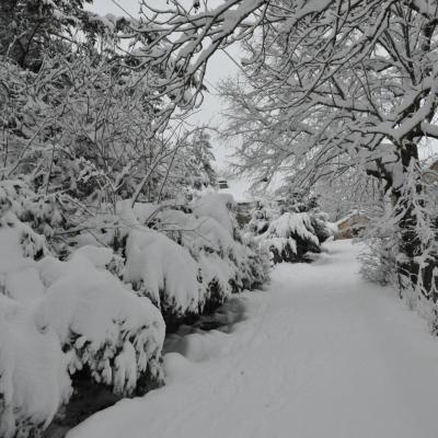Arbres Ferme-Auberge le Gazy sous la neige
