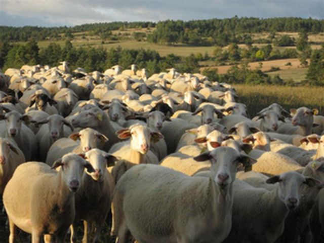 Nos moutons